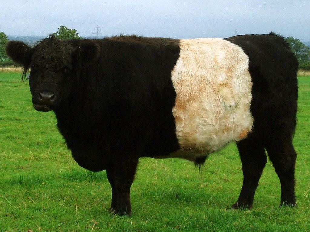 belted galloway