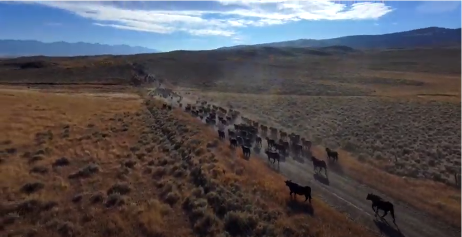 cattle drive video