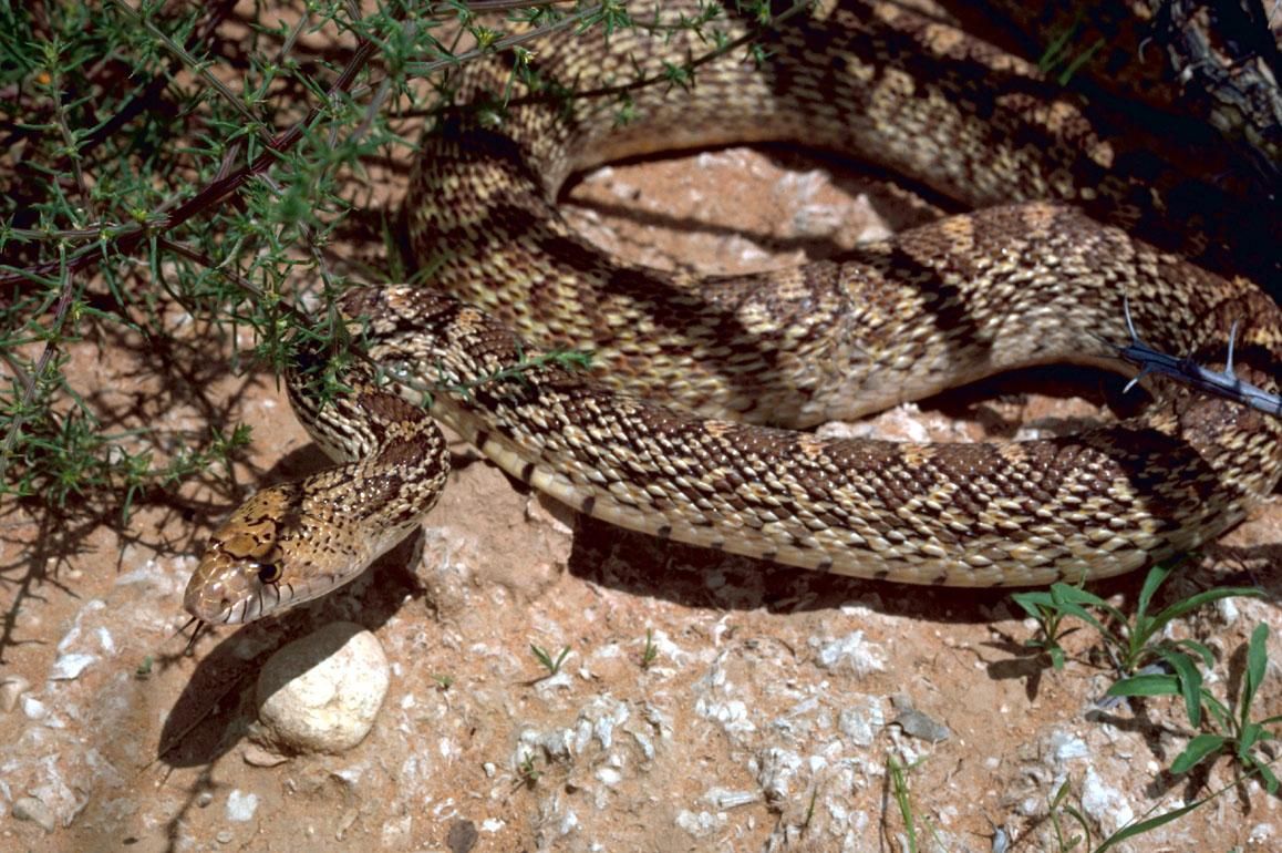bull snake