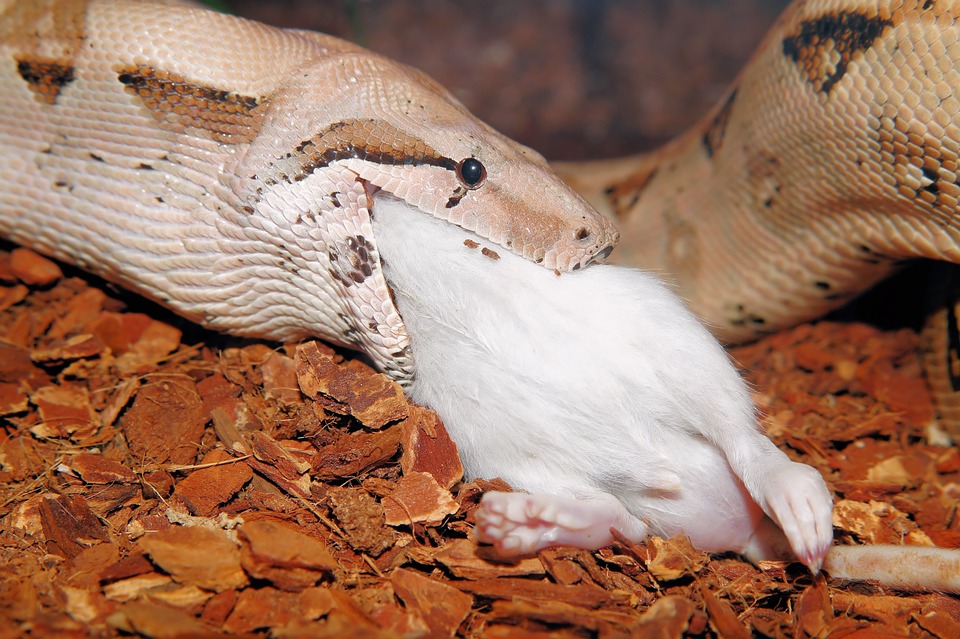 boa
