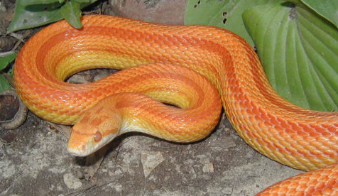 corn snake