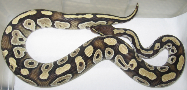 python