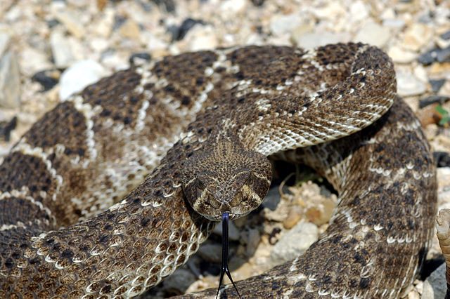 rattle