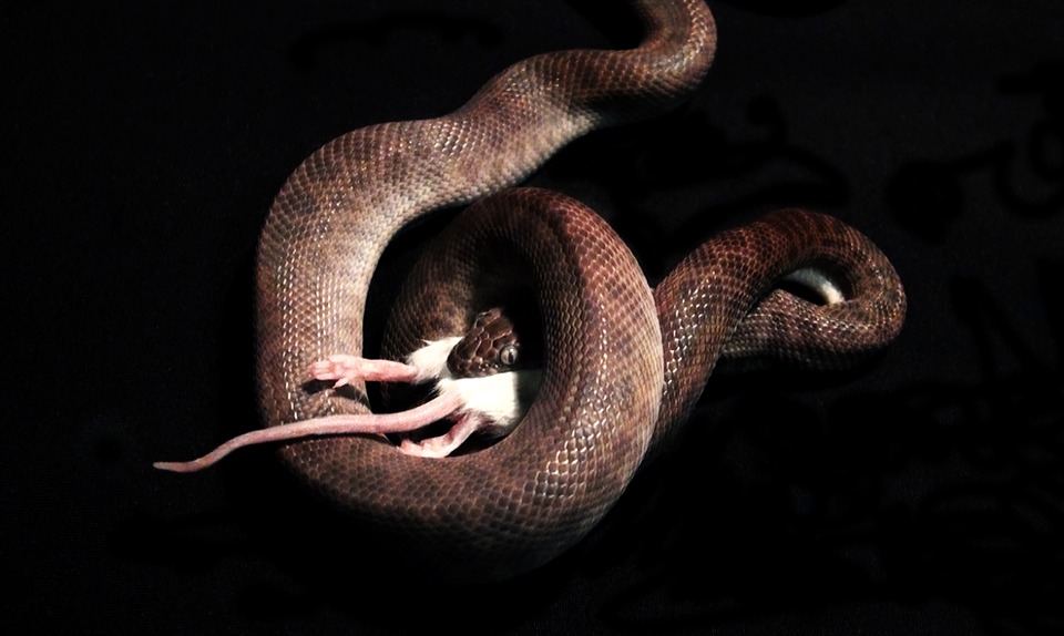 snake eating
