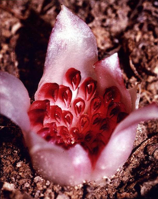 Image description