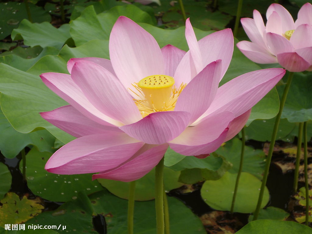 the lotus flower