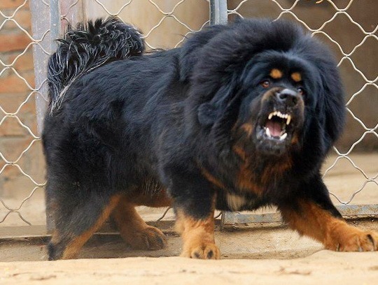 angry dog