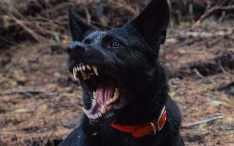angry dog