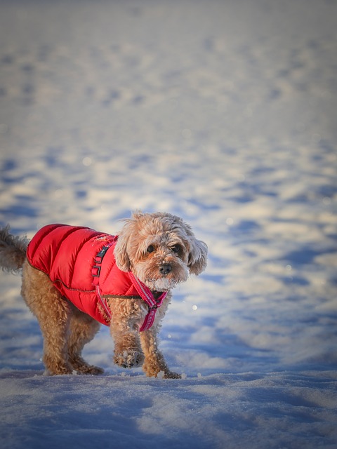 Dog Having Fun