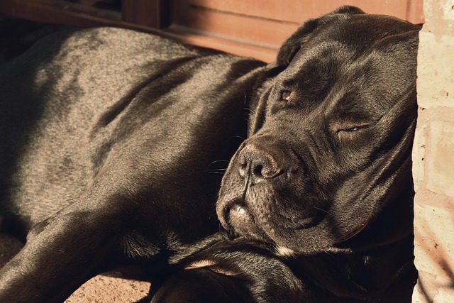 Dog Laying on ground