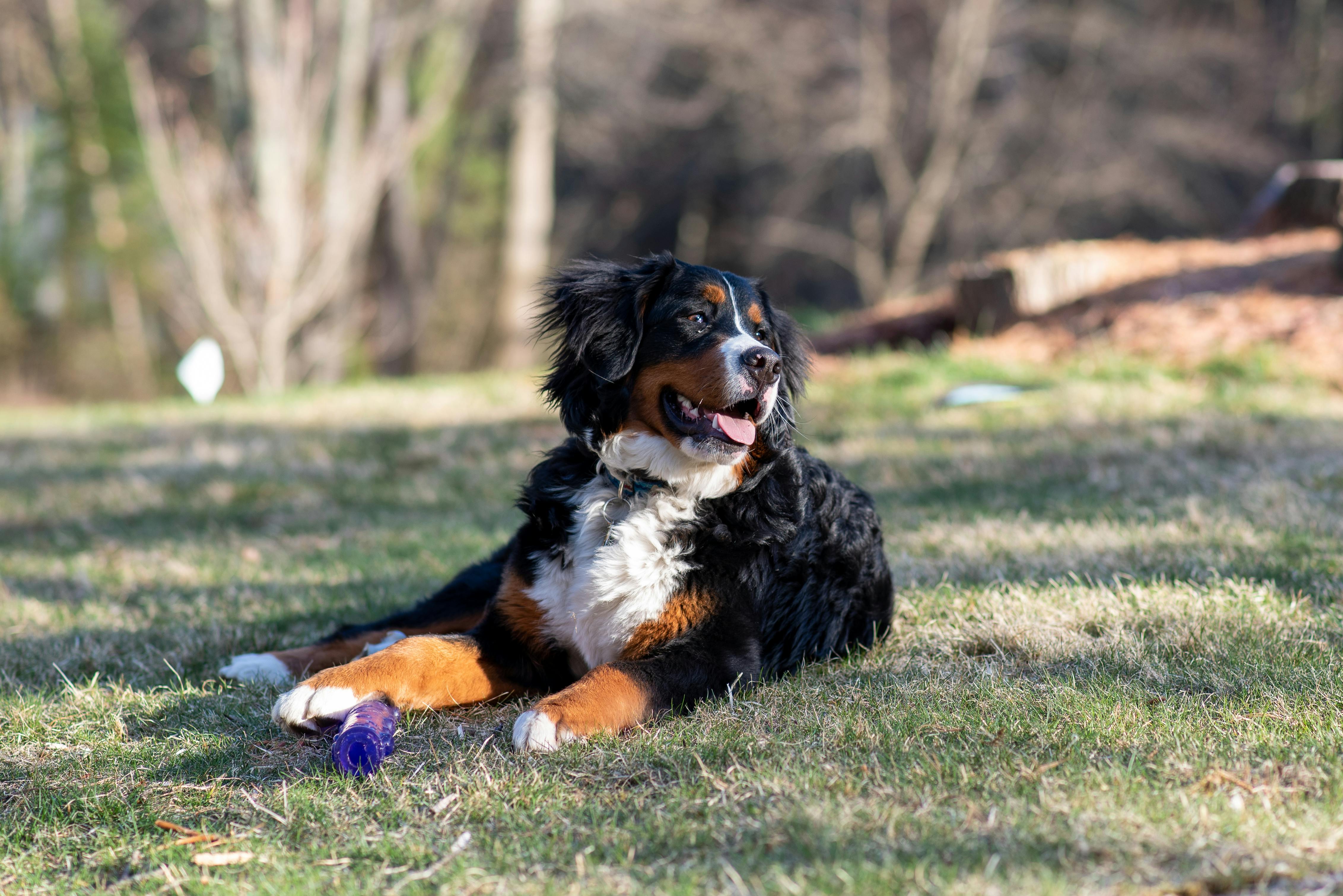 Bernese montain dog doodle