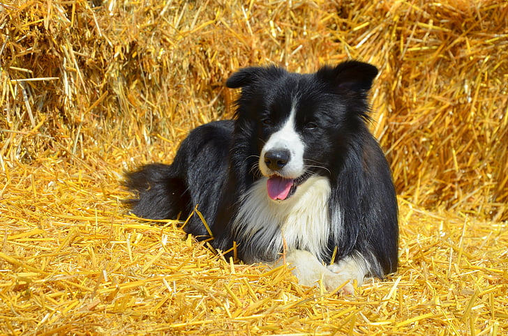 BorderCollie