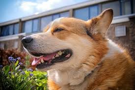 Corgi