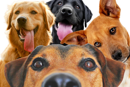 Group of Dogs