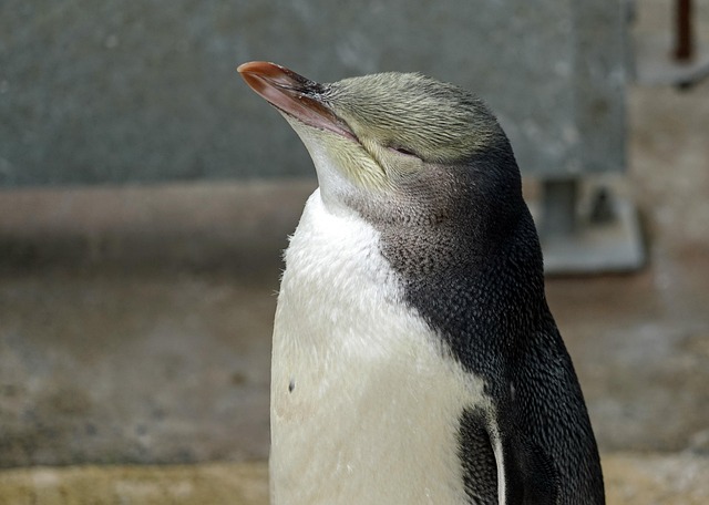 A yellow eye penguin.
