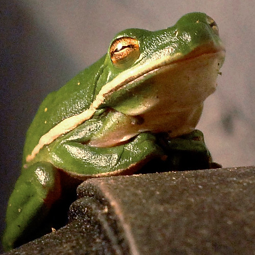 cutefrog