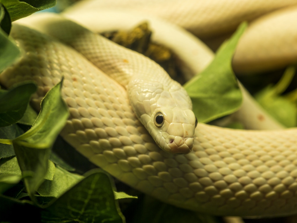 snakkkeeyyyboiiiiit