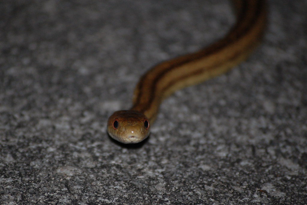 cutesnake