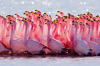 Flamingo in the water