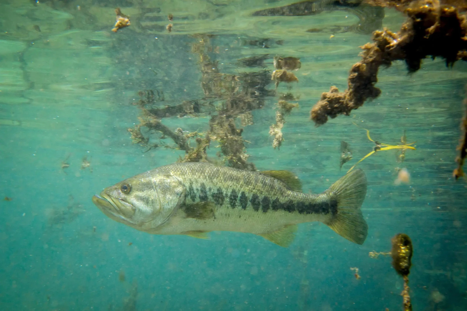 Largemouth Bass