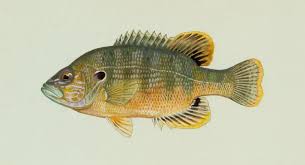 Green Sunfish