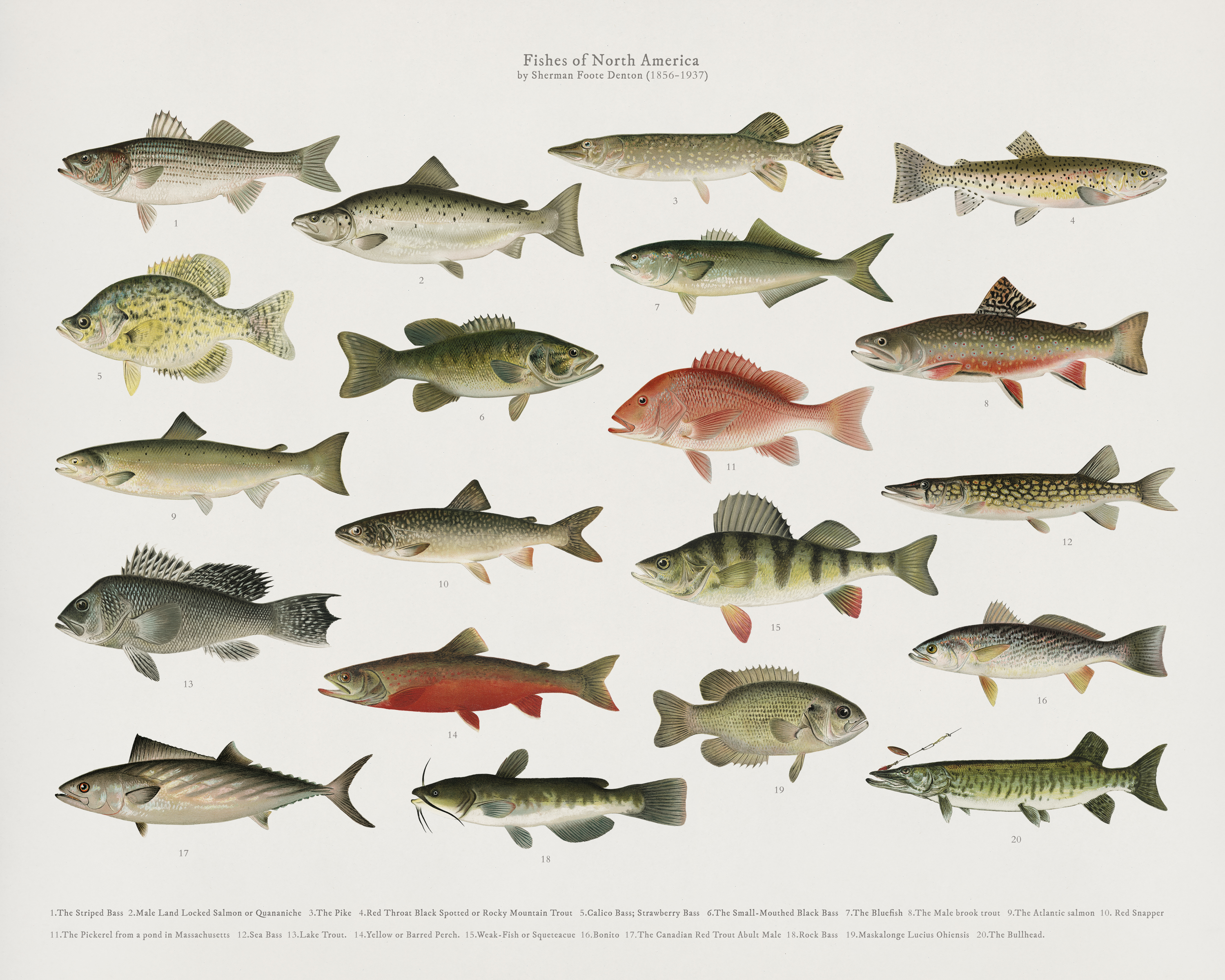 Fish of North America