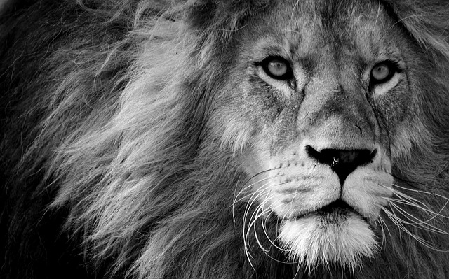Lion are leaders