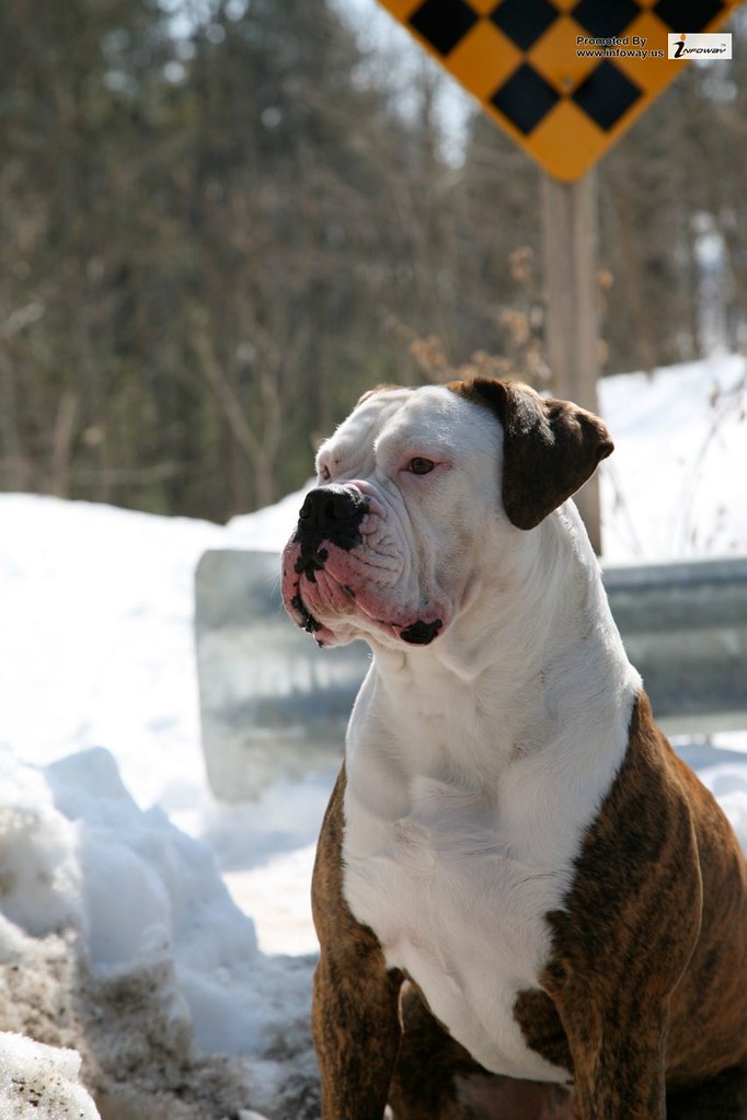  American Bulldog