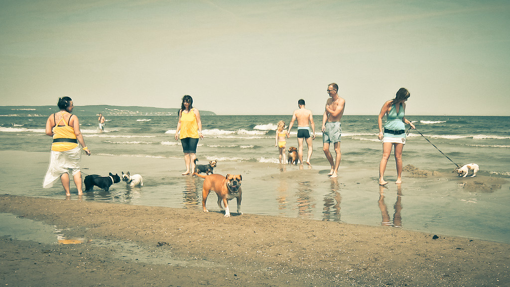 Beach dog