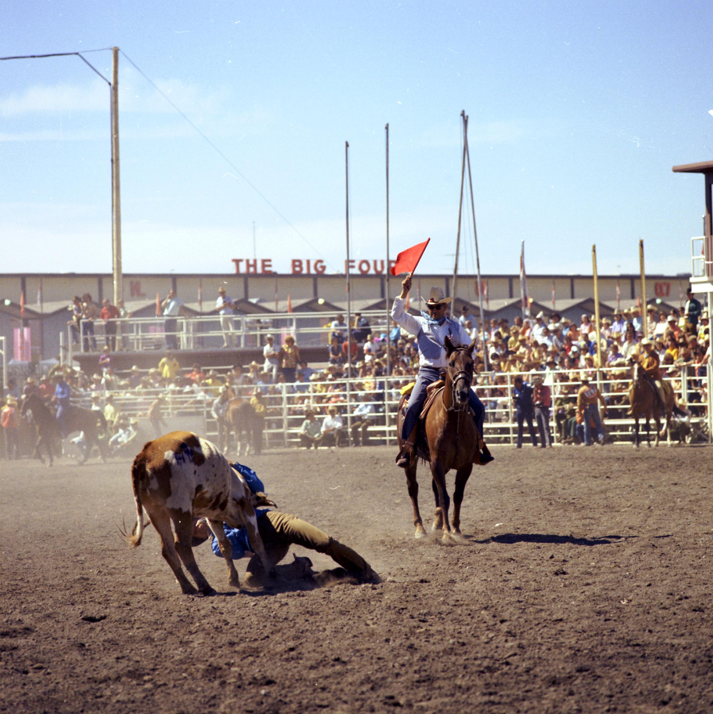 steer