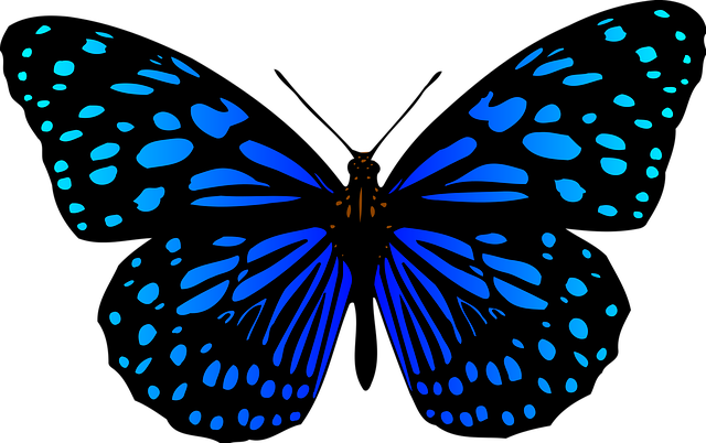 picture of a butterfly