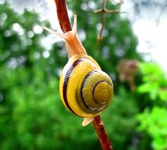 snail