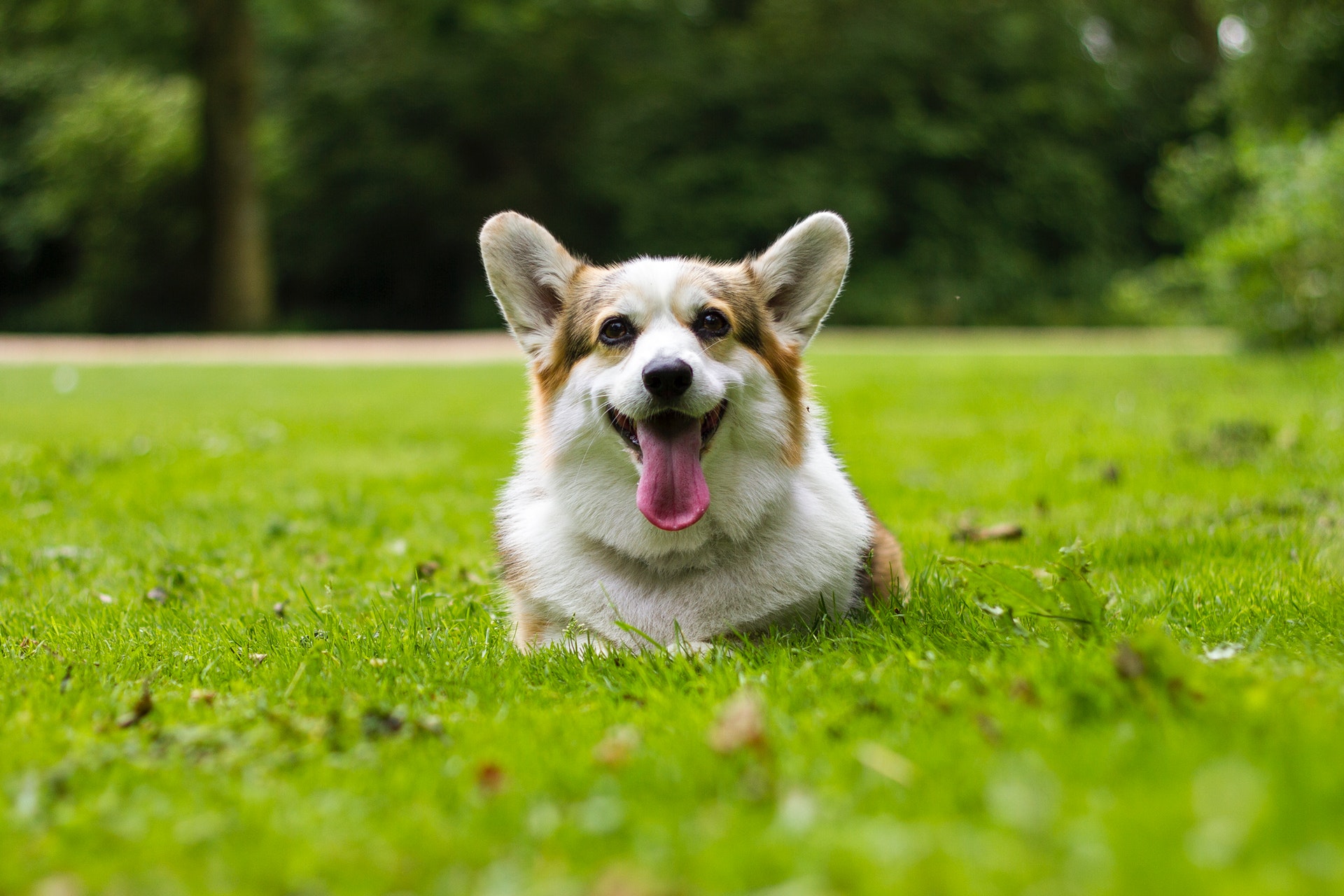 Corgi in the Park