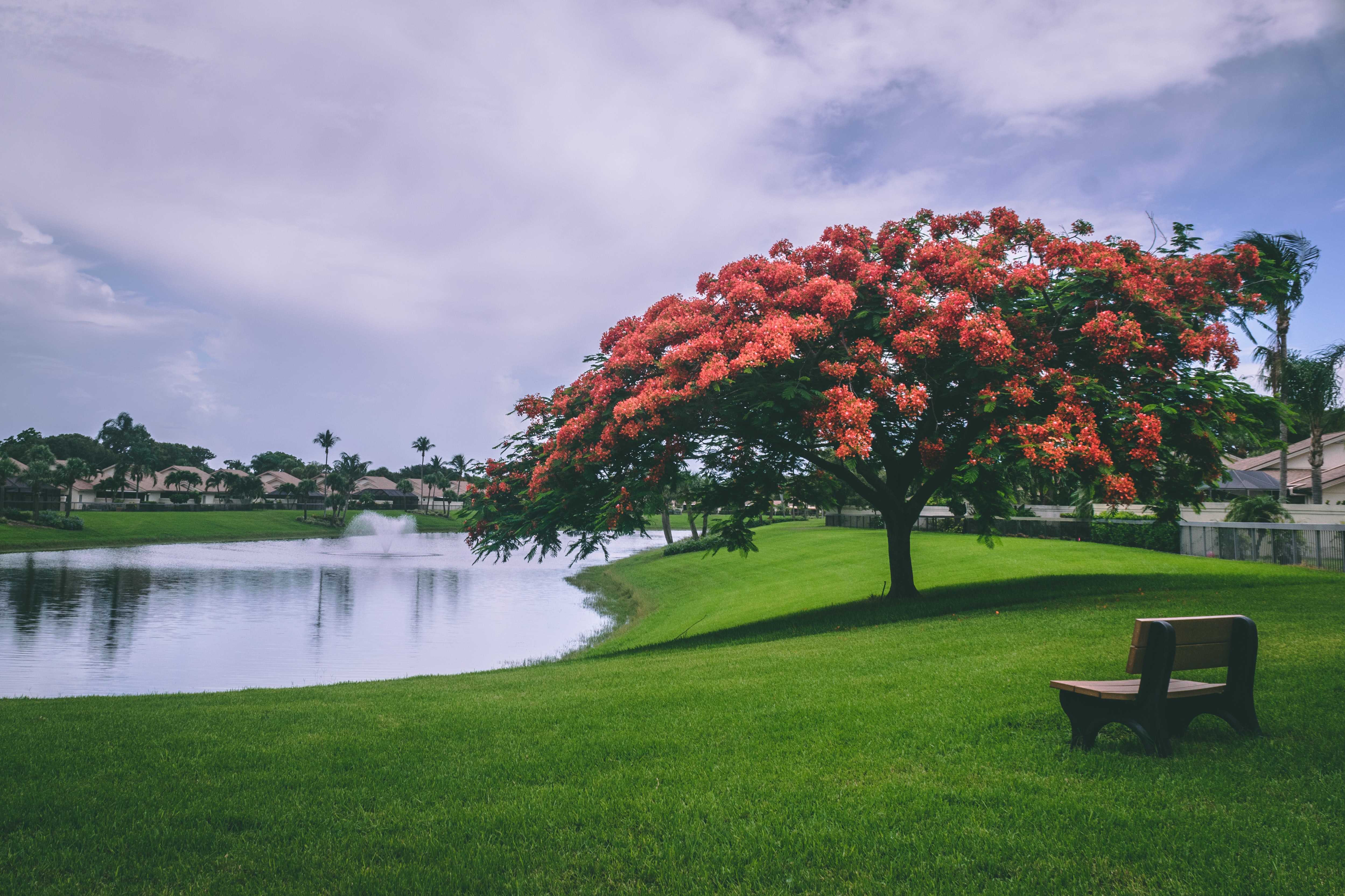 Pond in the Park