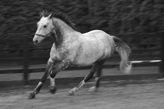 cantering