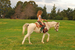 horse walking