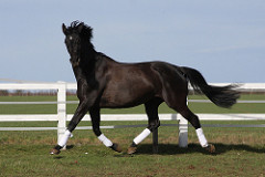 trotting/