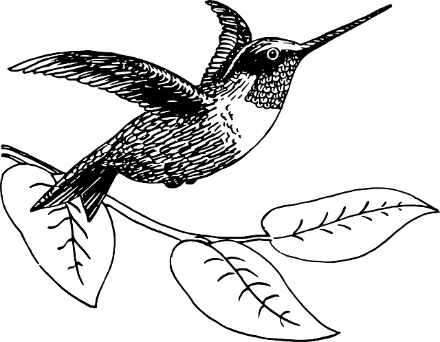 Outline of a hummingbird
