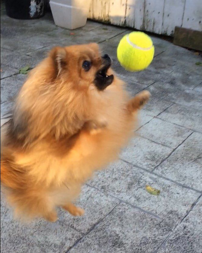 Pomeranian playing