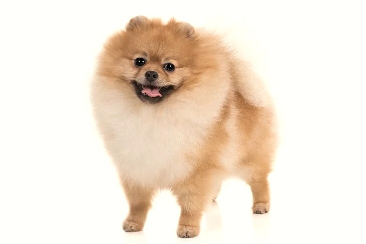 Pomeranian