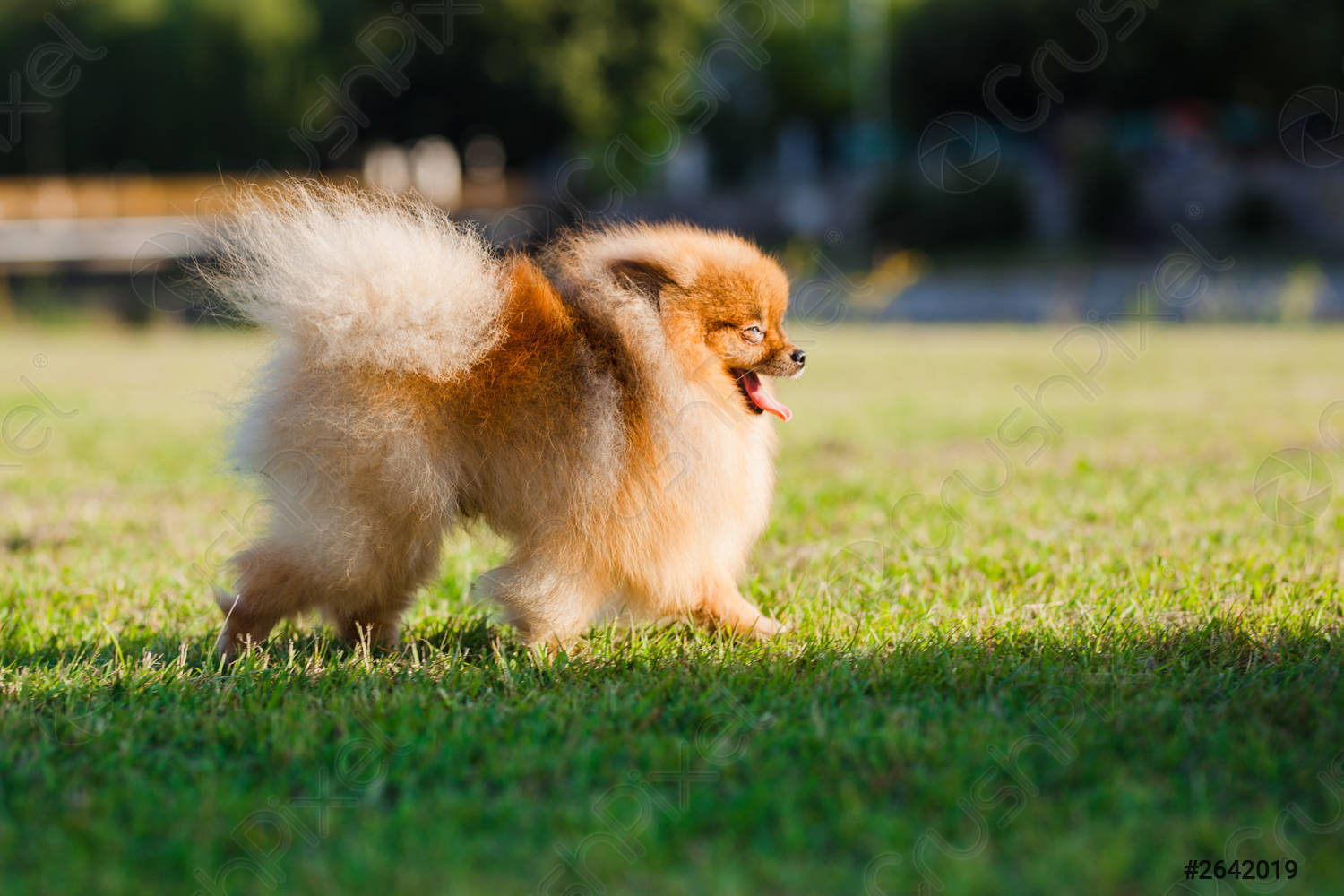 Pomeranian walking