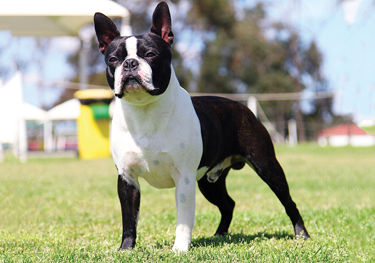 boston terrier