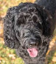 Mixed Poodle