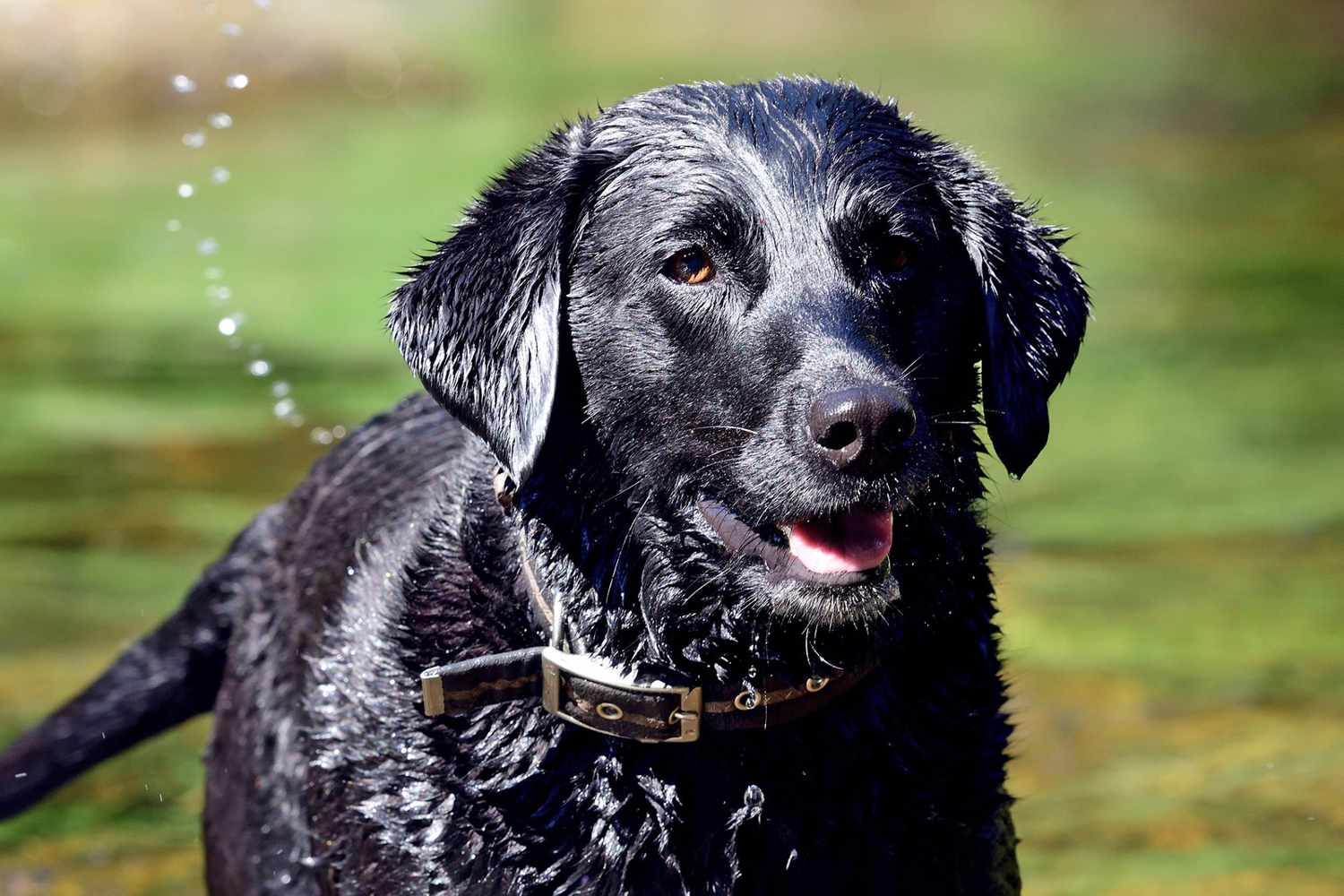 labrador retriever