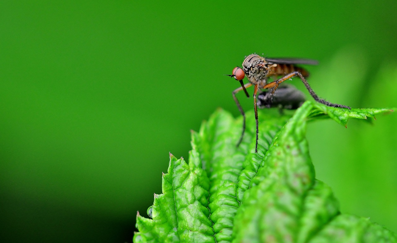 mosquito on a leaf