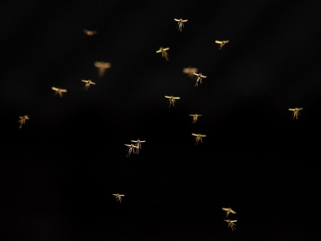 group of mosquitoes