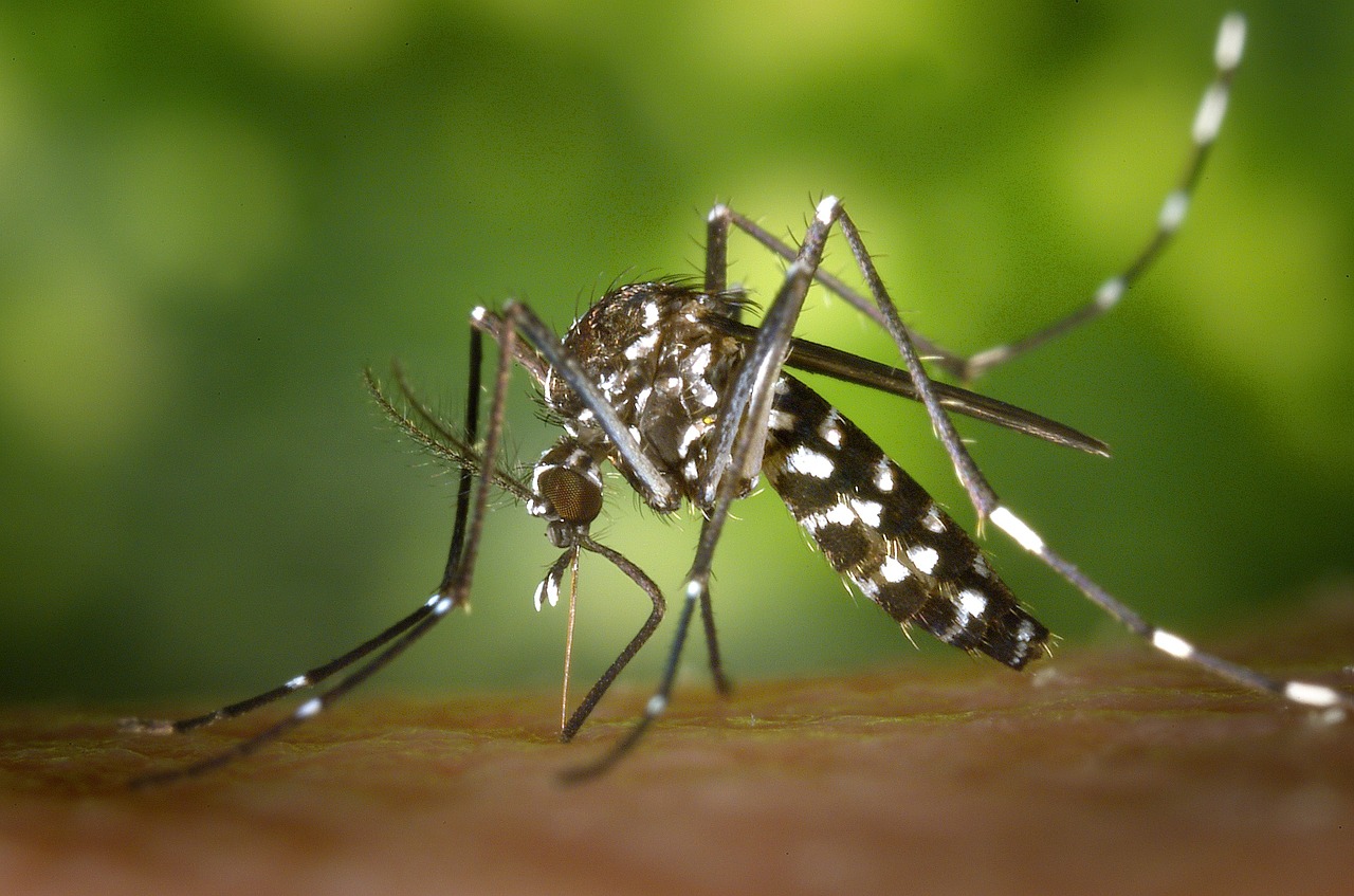 a tiger mosquito