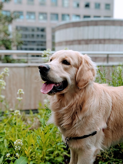 golen retriever in grass in front of city