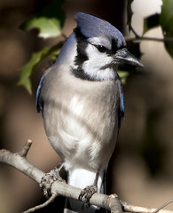 Blue jay