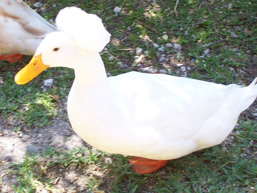 duck